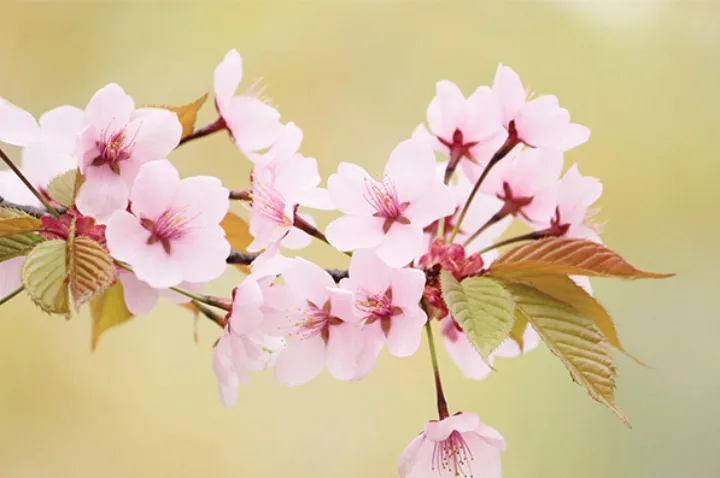 از خوانندگان: عمونوروز سلام